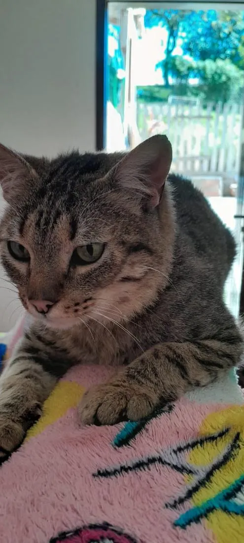 Gato raça SRD-ViraLata idade 3 anos nome tigrinho 