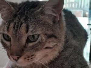 Gato raça SRD-ViraLata idade 3 anos nome tigrinho 