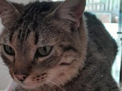 Gato raça SRD-ViraLata idade 3 anos nome tigrinho 