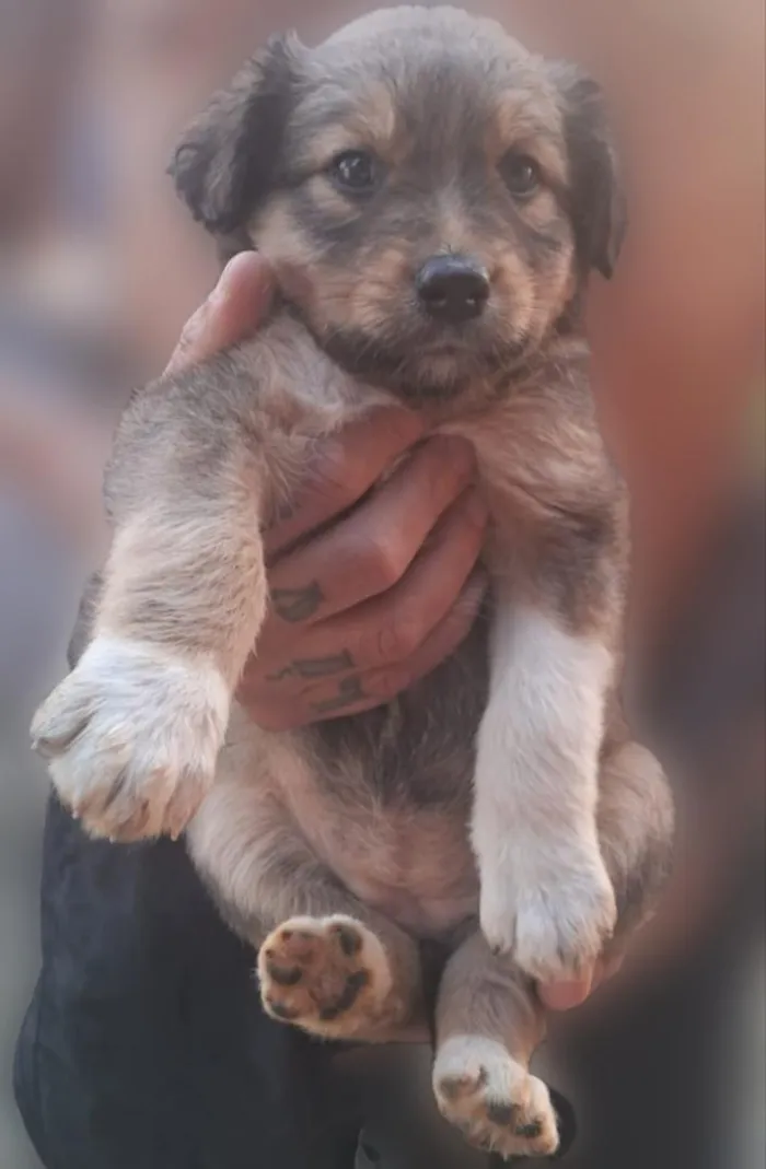 Cachorro raça SRD-ViraLata idade Abaixo de 2 meses nome sem nome