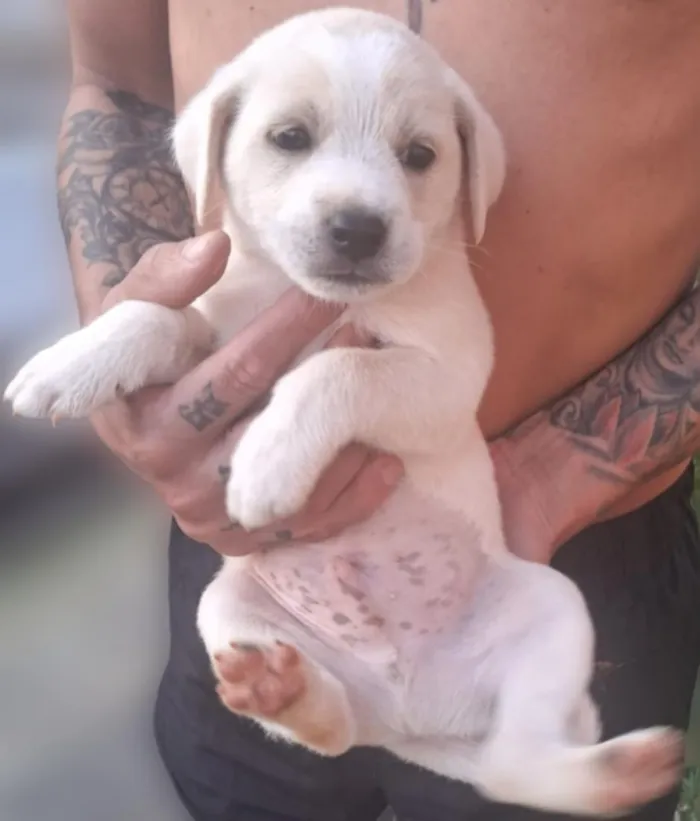 Cachorro raça SRD-ViraLata idade Abaixo de 2 meses nome sem nome