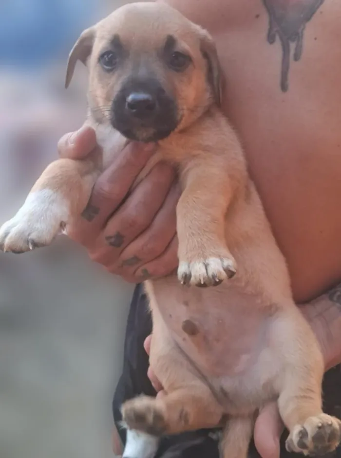 Cachorro raça SRD-ViraLata idade Abaixo de 2 meses nome sem nome