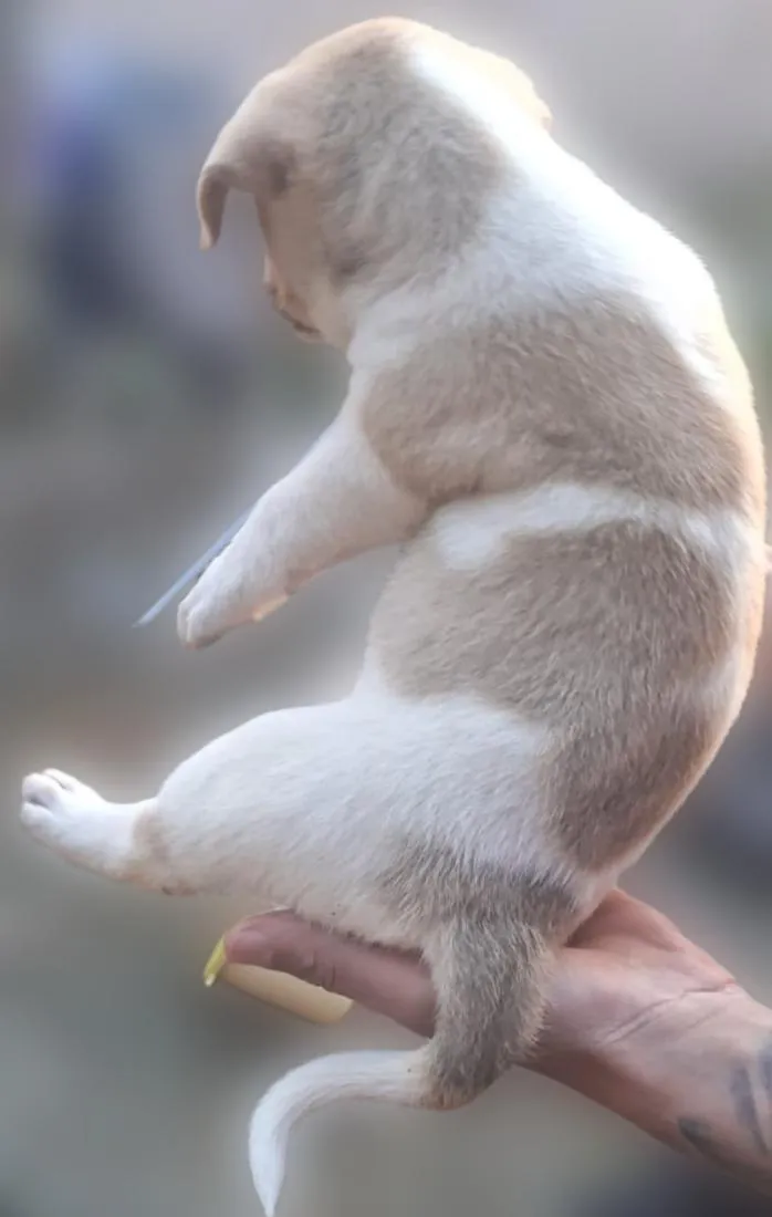 Cachorro raça SRD-ViraLata idade Abaixo de 2 meses nome sem nome