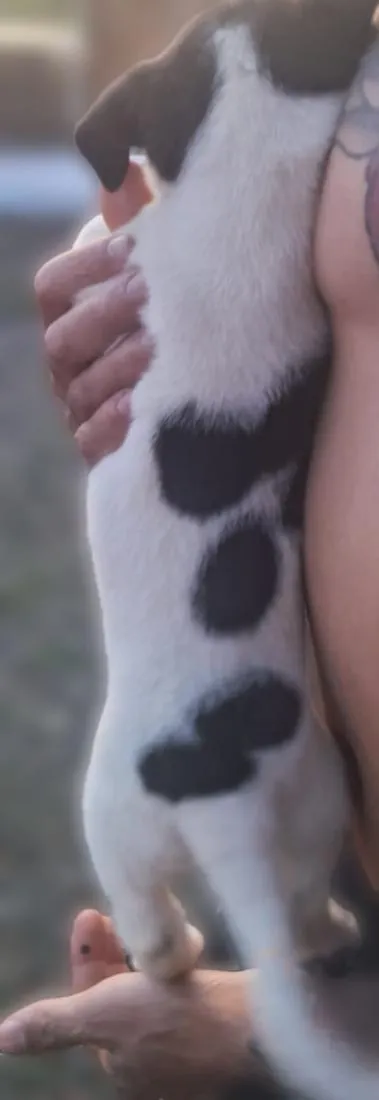 Cachorro raça SRD-ViraLata idade Abaixo de 2 meses nome sem nome