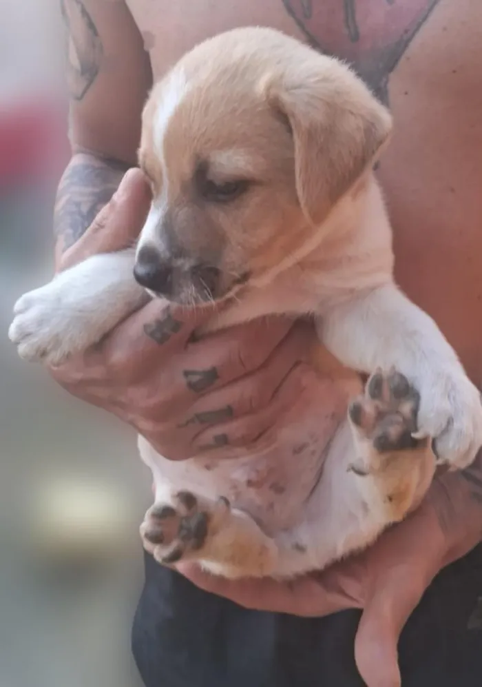 Cachorro raça SRD-ViraLata idade Abaixo de 2 meses nome sem nome
