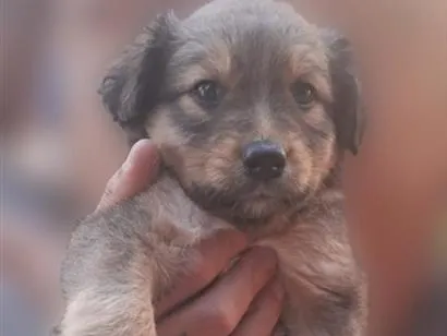 Cachorro raça SRD-ViraLata idade Abaixo de 2 meses nome sem nome