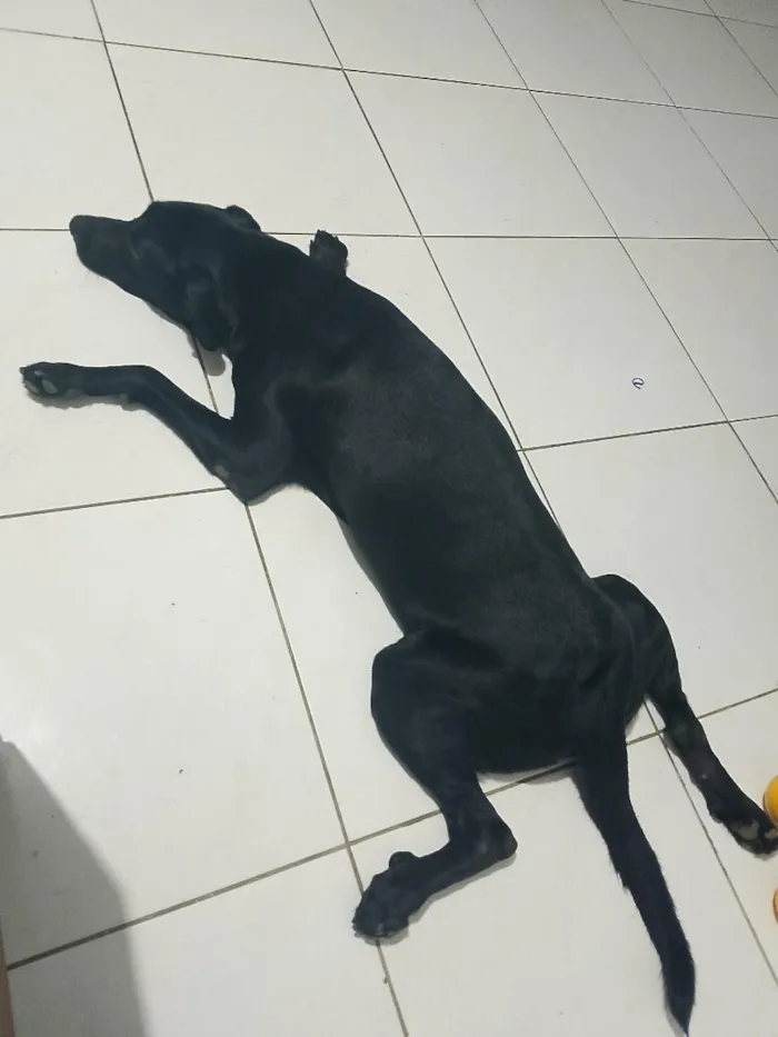 Cachorro raça Labrador idade 2 anos nome Negao