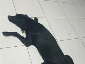 Cachorro raça Labrador idade 2 anos nome Negao