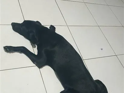 Cachorro raça Labrador idade 2 anos nome Negao