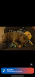 lulu