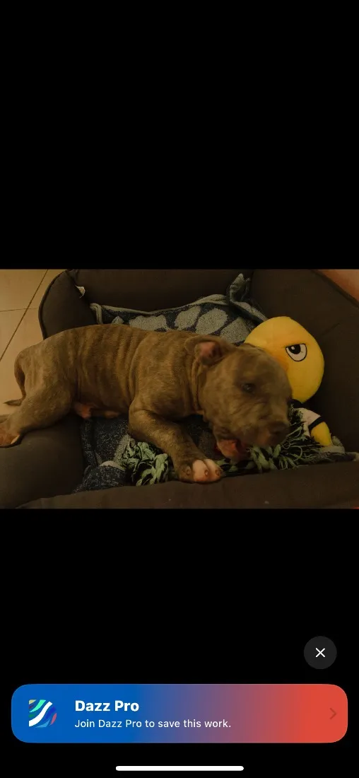 Cachorro raça SRD-ViraLata idade 2 a 6 meses nome lulu
