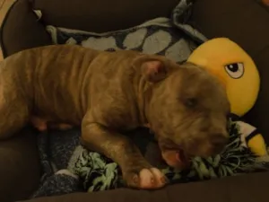 Cachorro raça SRD-ViraLata idade 2 a 6 meses nome lulu