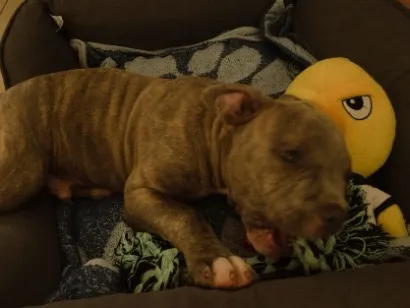 Cachorro raça SRD-ViraLata idade 2 a 6 meses nome lulu