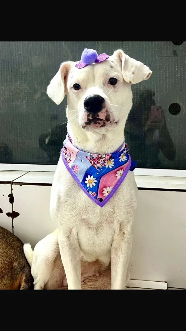 Cachorro raça SRD-ViraLata idade 3 anos nome Sky 