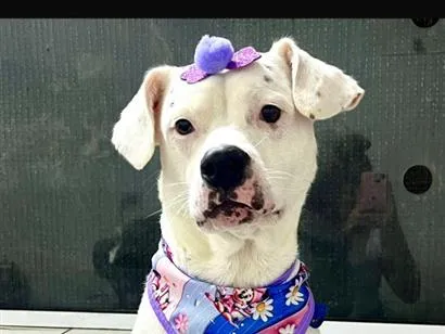 Cachorro raça SRD-ViraLata idade 3 anos nome Sky 