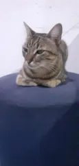 Frederico 