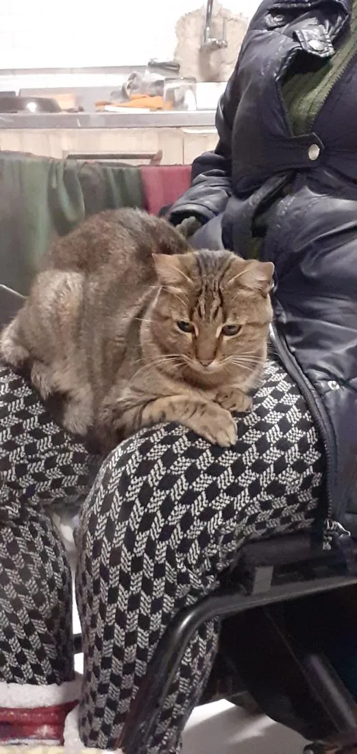 Gato raça SRD-ViraLata idade 6 ou mais anos nome Frederico 