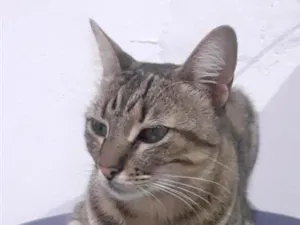 Gato raça SRD-ViraLata idade 6 ou mais anos nome Frederico 