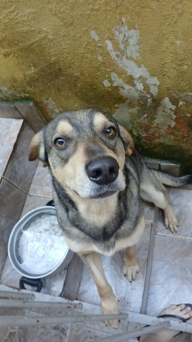 Cachorro raça SRD-ViraLata idade 2 anos nome Luiz 