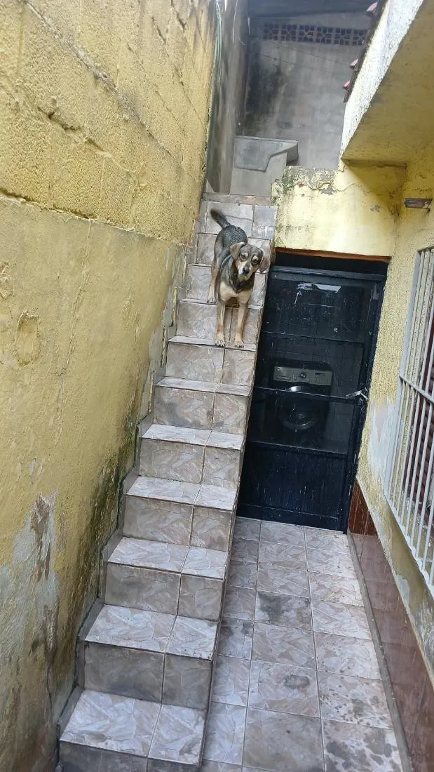 Cachorro raça SRD-ViraLata idade 2 anos nome Luiz 