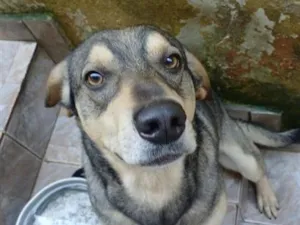 Cachorro raça SRD-ViraLata idade 2 anos nome Luiz 