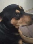 Niki