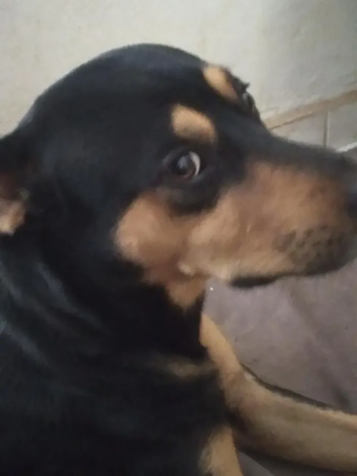 Cachorro raça SRD-ViraLata idade 2 anos nome Niki