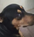 Niki