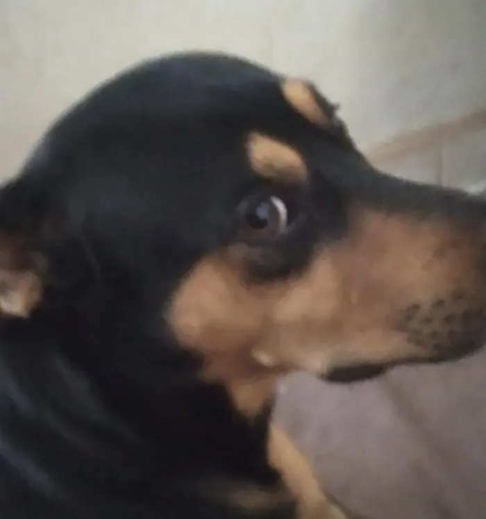 Cachorro raça SRD-ViraLata idade 2 anos nome Niki