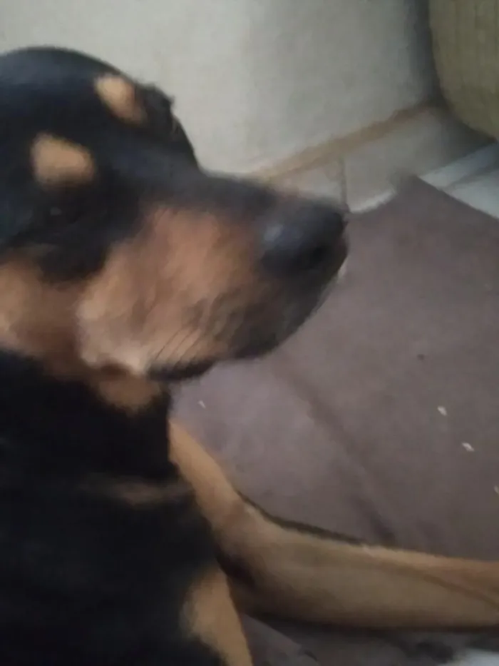 Cachorro raça SRD-ViraLata idade 2 anos nome Niki