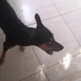 Niki