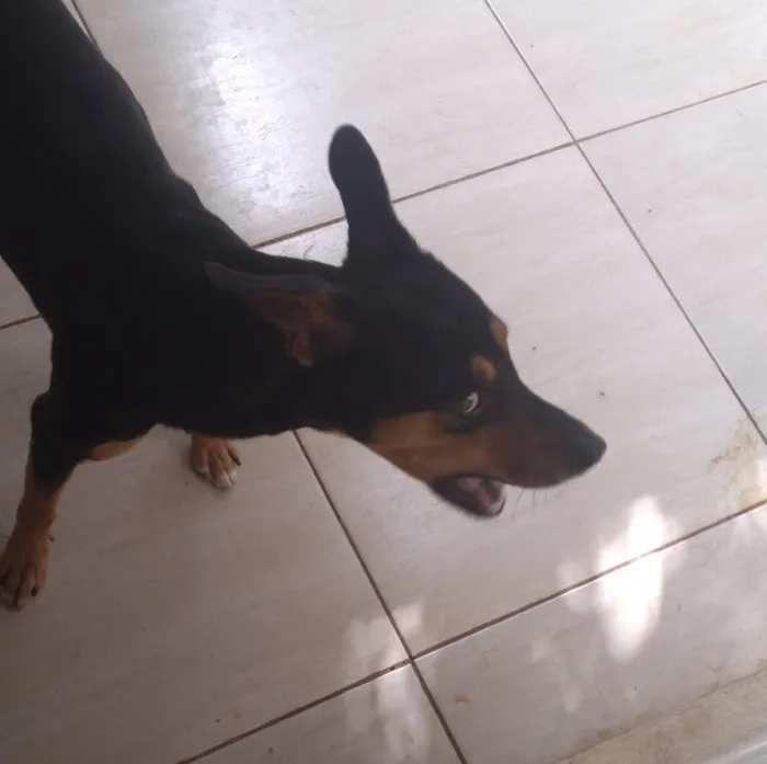 Cachorro raça SRD-ViraLata idade 2 anos nome Niki