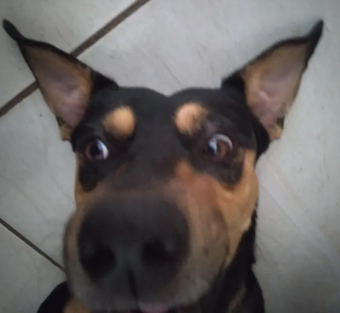 Cachorro raça SRD-ViraLata idade 2 anos nome Niki