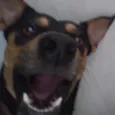 Niki