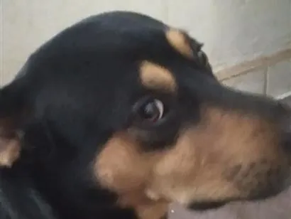 Cachorro raça SRD-ViraLata idade 2 anos nome Niki