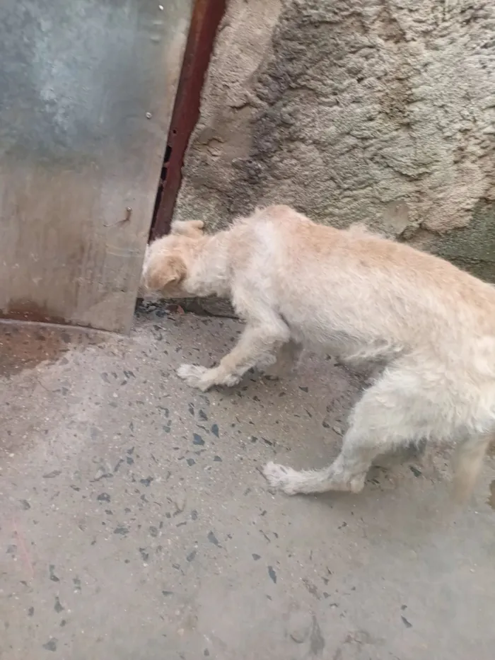 Cachorro raça SRD-ViraLata idade 2 a 6 meses nome Sol 