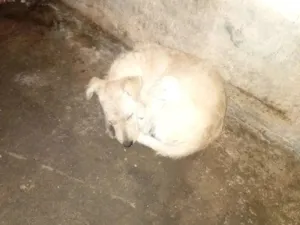 Cachorro raça SRD-ViraLata idade 2 a 6 meses nome Sol 
