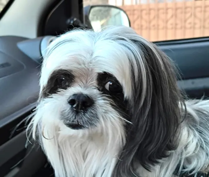 Cachorro raça Shitzu idade 2 anos nome Theo 