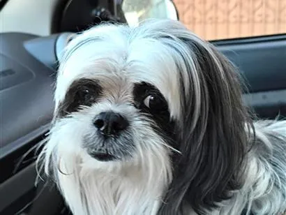 Cachorro raça Shitzu idade 2 anos nome Thor