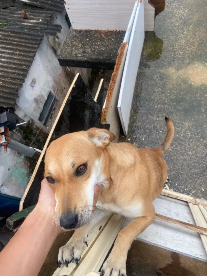 Cachorro raça SRD-ViraLata idade 1 ano nome Estrela