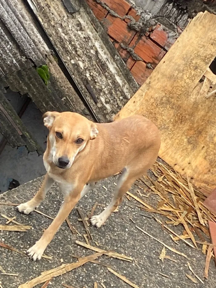 Cachorro raça SRD-ViraLata idade 1 ano nome Estrela