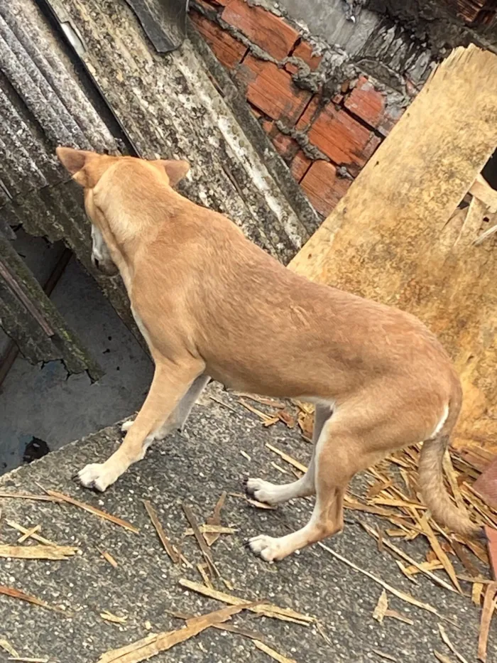 Cachorro raça SRD-ViraLata idade 1 ano nome Estrela