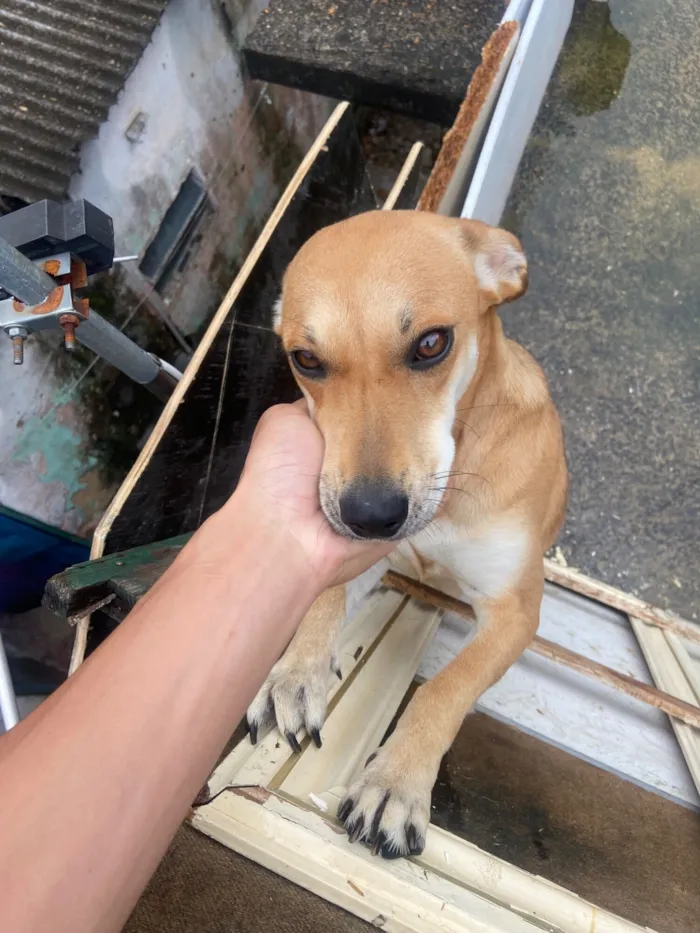Cachorro raça SRD-ViraLata idade 1 ano nome Estrela