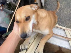 Cachorro raça SRD-ViraLata idade 1 ano nome Estrela