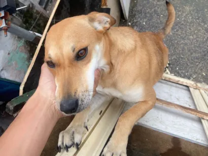 Cachorro raça SRD-ViraLata idade 1 ano nome Estrela