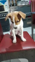 Maia