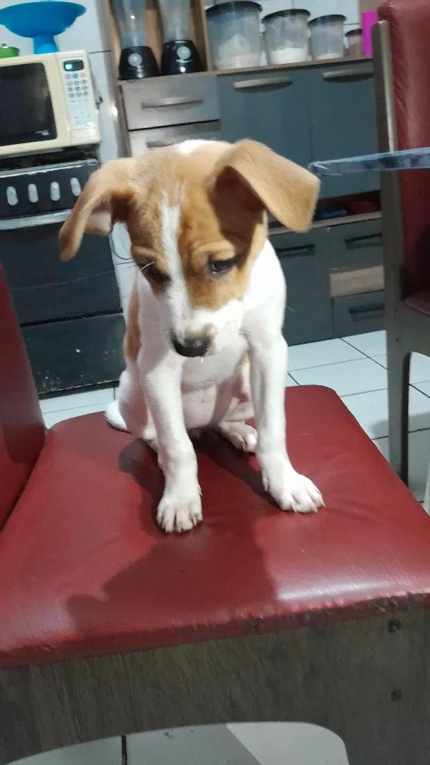 Cachorro raça SRD-ViraLata idade 2 a 6 meses nome Maia