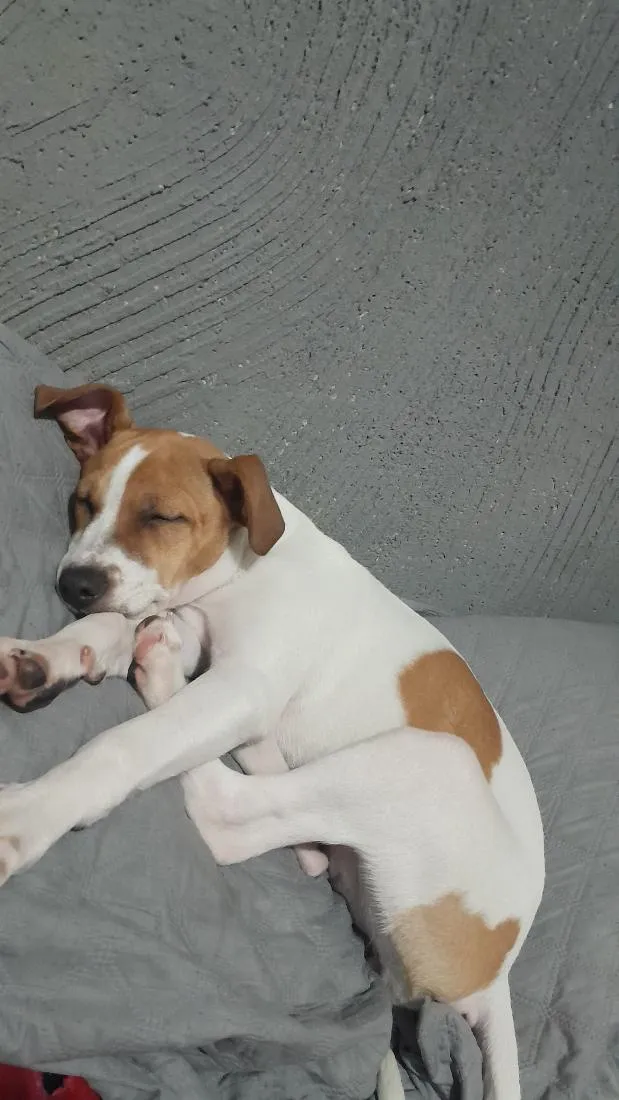Cachorro raça SRD-ViraLata idade 2 a 6 meses nome Maia