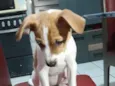 Maia