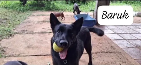 Cachorro raça Pastor Alemão idade 2 anos nome Baruk